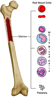 Bone Marrow Transplant India